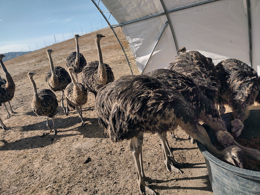 Ostrich Farm Pen