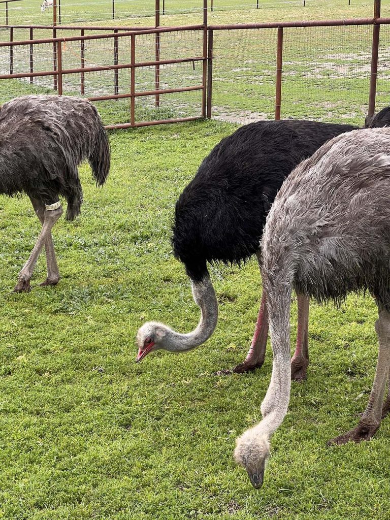 welcome to donkey hill ranch